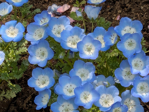 Photo from customer review